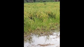 Public Peeing On A Rice Farm Dablackpee
