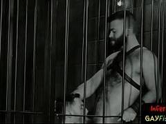 Hunky bear cock sucked before bdsm